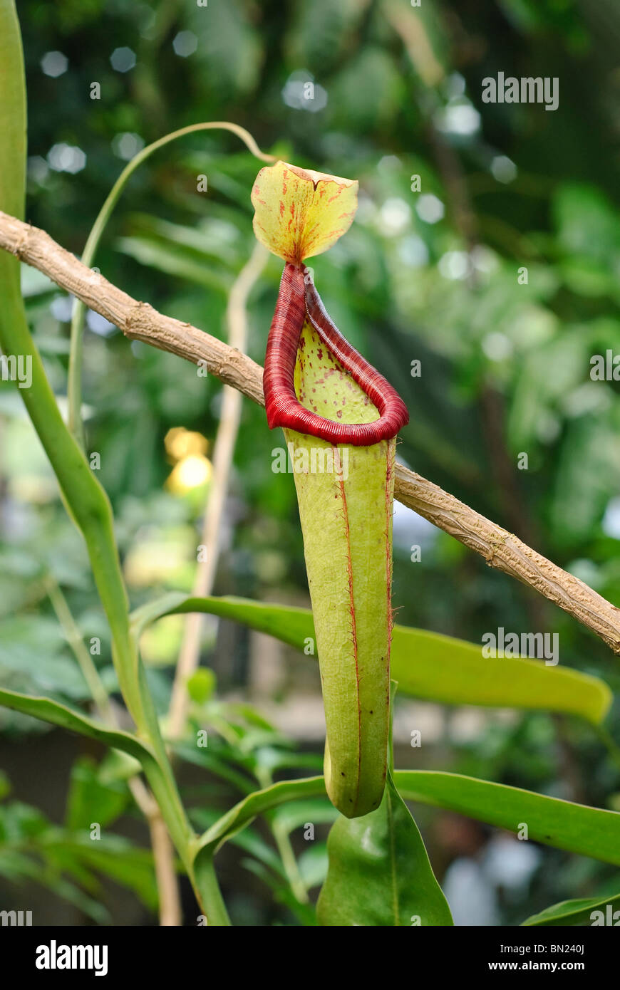 Sarracénie carnivores du genre Nepenthes. Banque D'Images