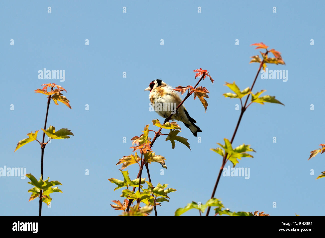 Chardonneret perché sur les hedge Carduelis carduelis Banque D'Images