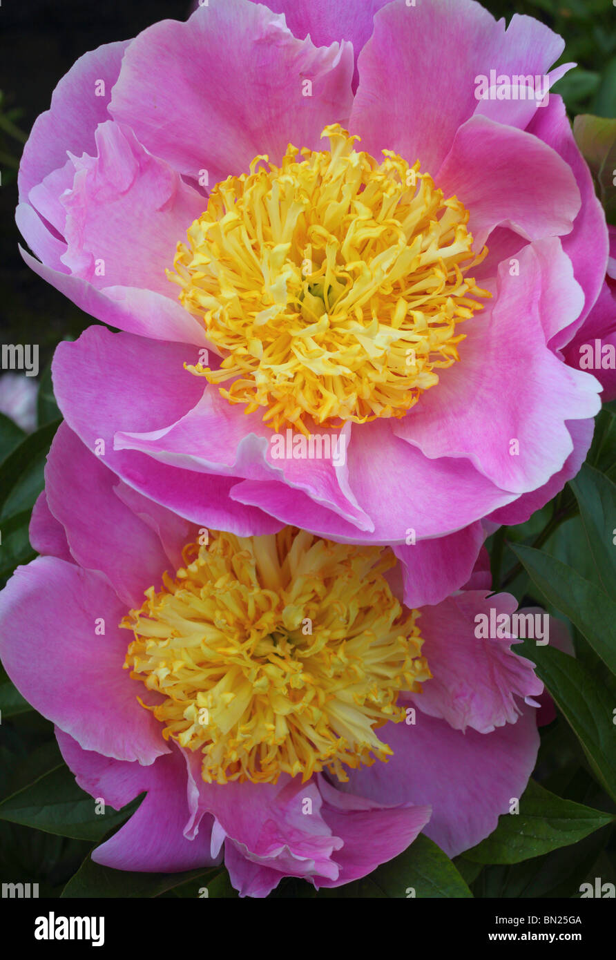 Deux pivoines Rose close up Peonia Banque D'Images