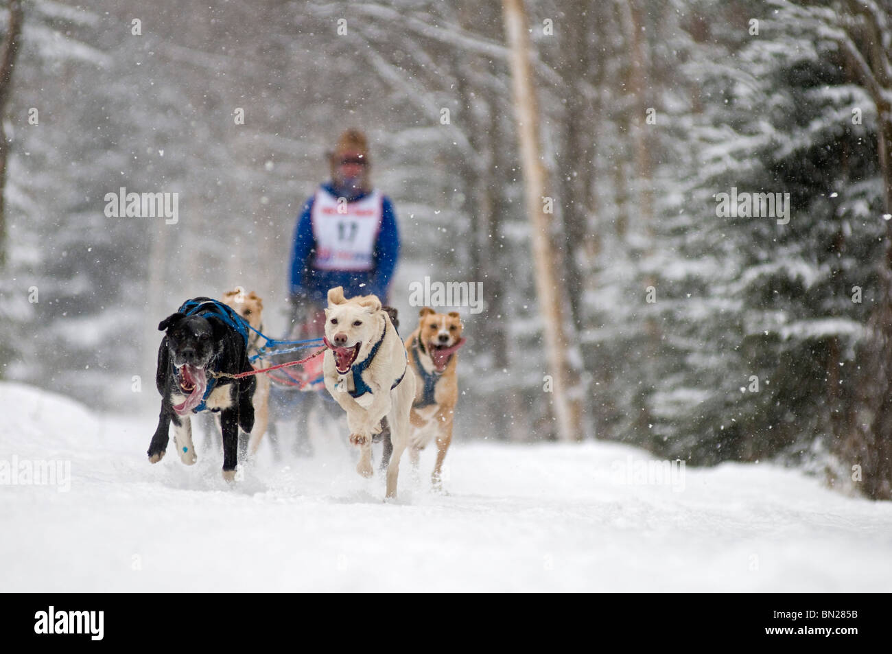 Les courses de chiens de traîneau- un musher et ses chiens de traineaux dans le Championnat du Monde 2009 Rondy fourrure course de Sprint le long Banque D'Images
