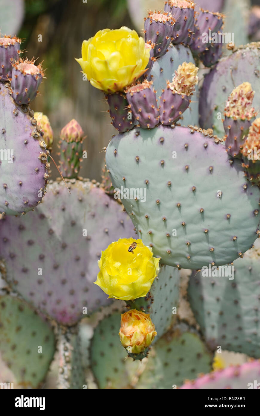 Gosseliniana Opuntia, communément connue sous le nom de figuier de Barbarie, Violet est une espèce de cactus qui est originaire d'Arizona et le Mexique. Banque D'Images
