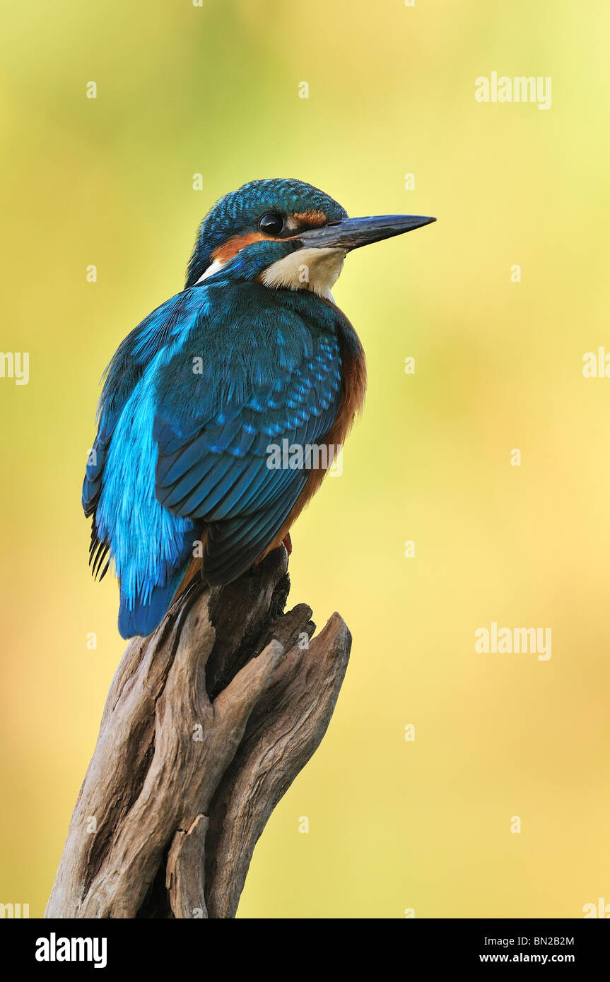 Kingfisher (Alcedo atthis) Banque D'Images