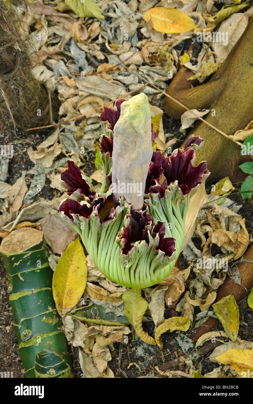 L'Amorphophallus titanum ou Fleur Cadavre en fleurs à la bibliothèque Huntington et le jardin botanique. Banque D'Images