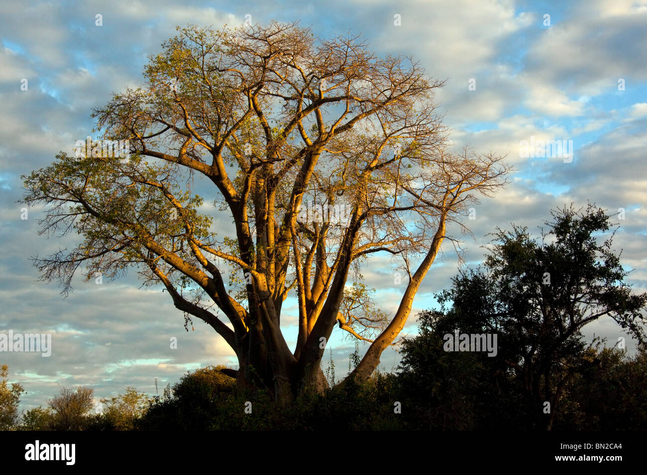 Un Baobab (Adansonia digitata) à la fin d'après-midi près de Victoria Falls au Zimbabwe Banque D'Images