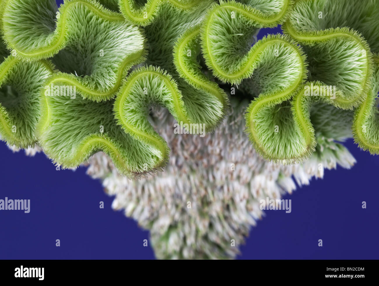 Close up of a green Celosia Banque D'Images