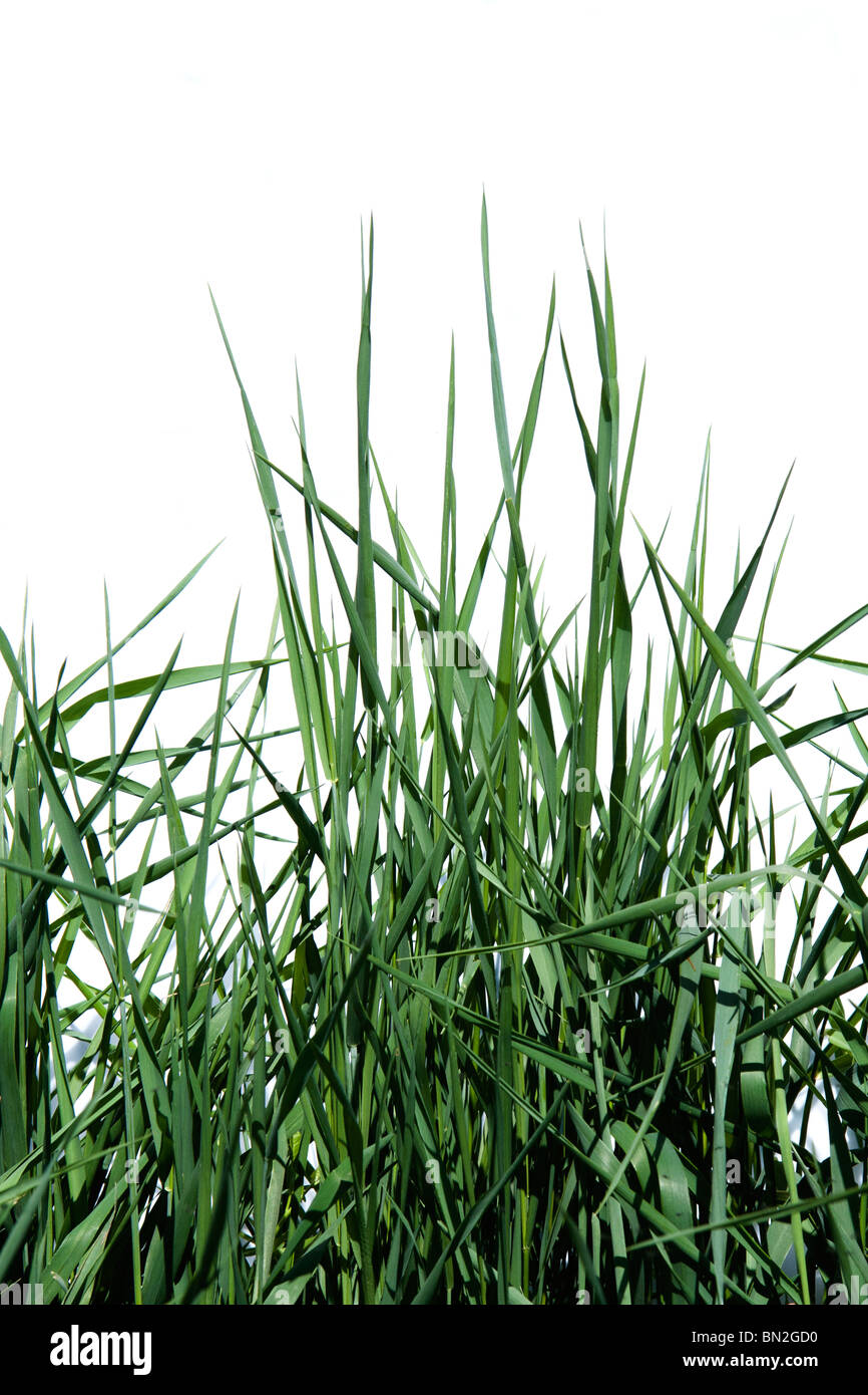 Image de l'herbe verte isolée sur fond blanc Banque D'Images