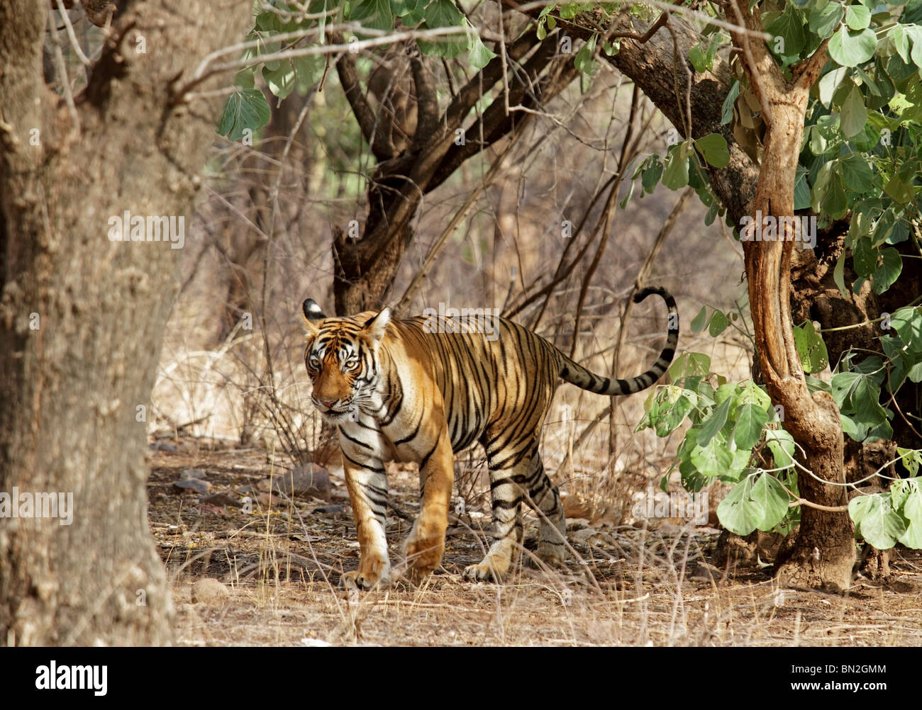 Tiger walking à travers les denses habitat dans le Parc National de Ranthambhore, Inde Banque D'Images