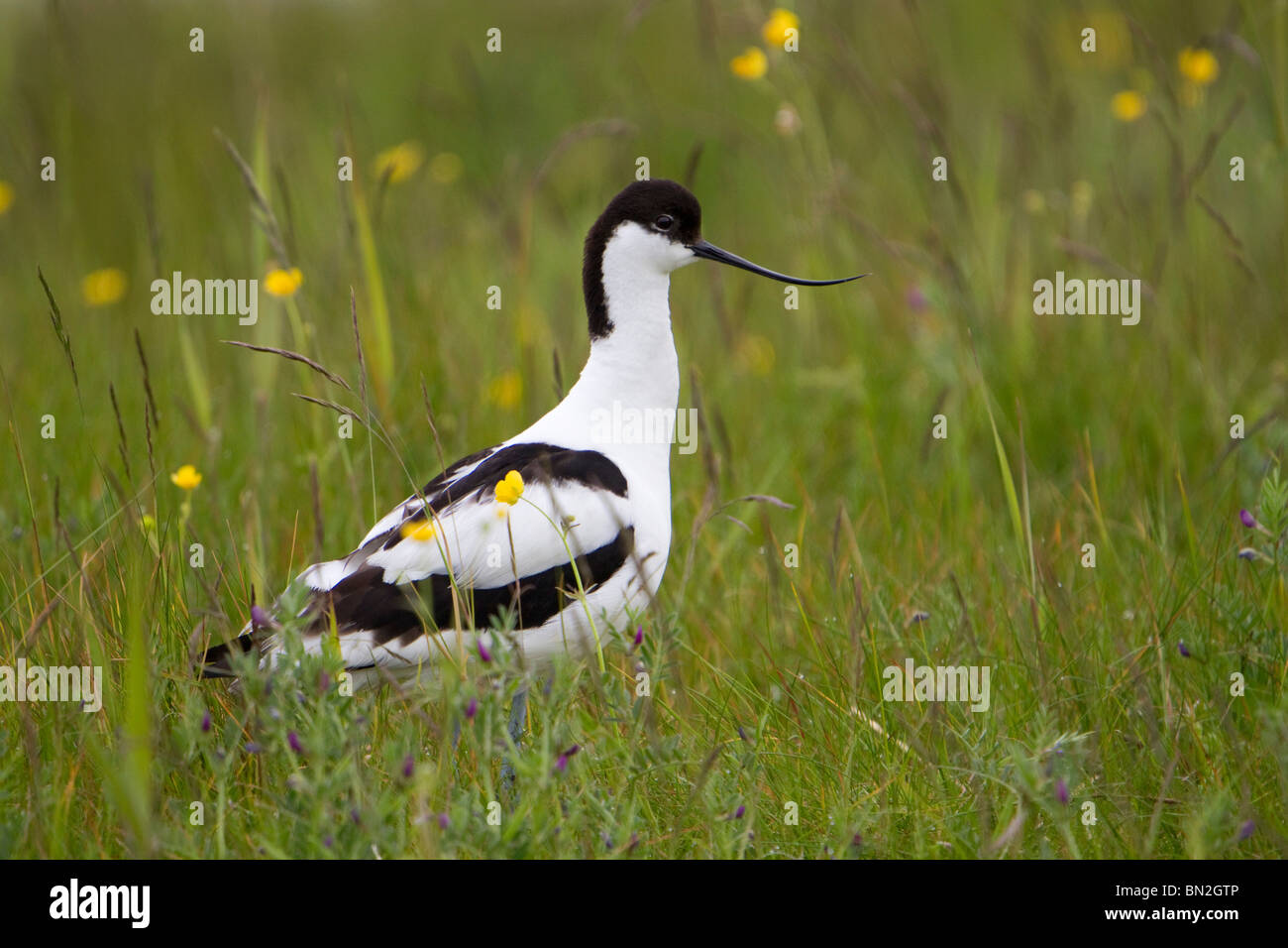 Avocette élégante Recurvirostra avosetta ; ; dans un pré Banque D'Images
