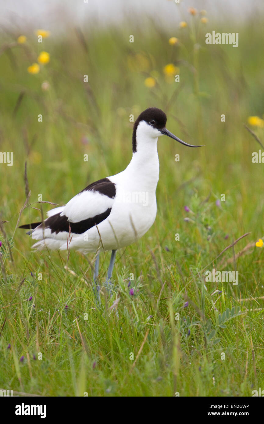 Avocette élégante Recurvirostra avosetta ; ; dans un pré Banque D'Images