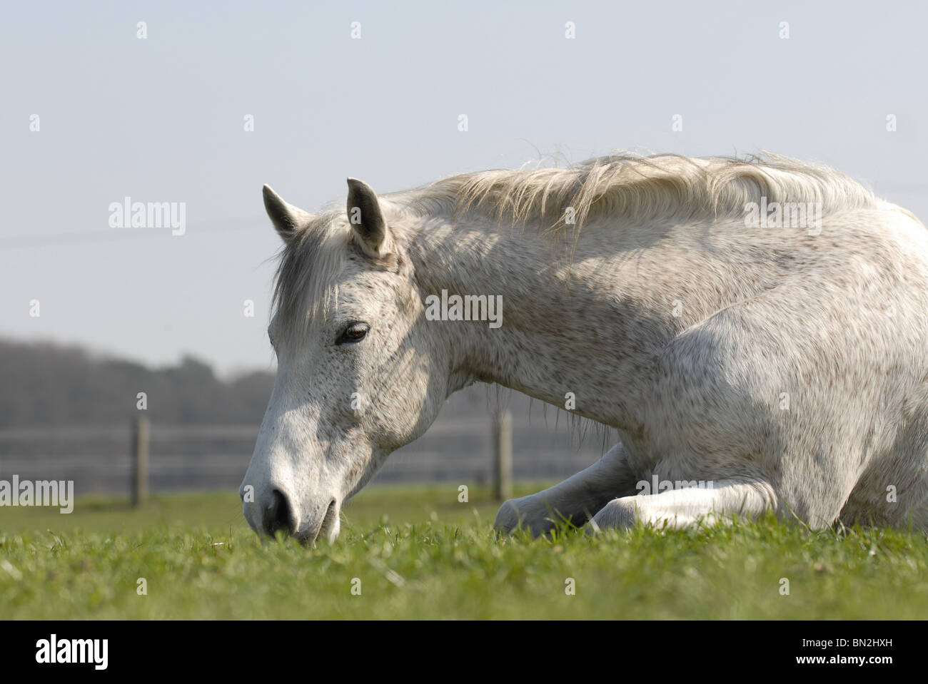 Cheval couché Banque de photographies et d’images à haute résolution Alamy