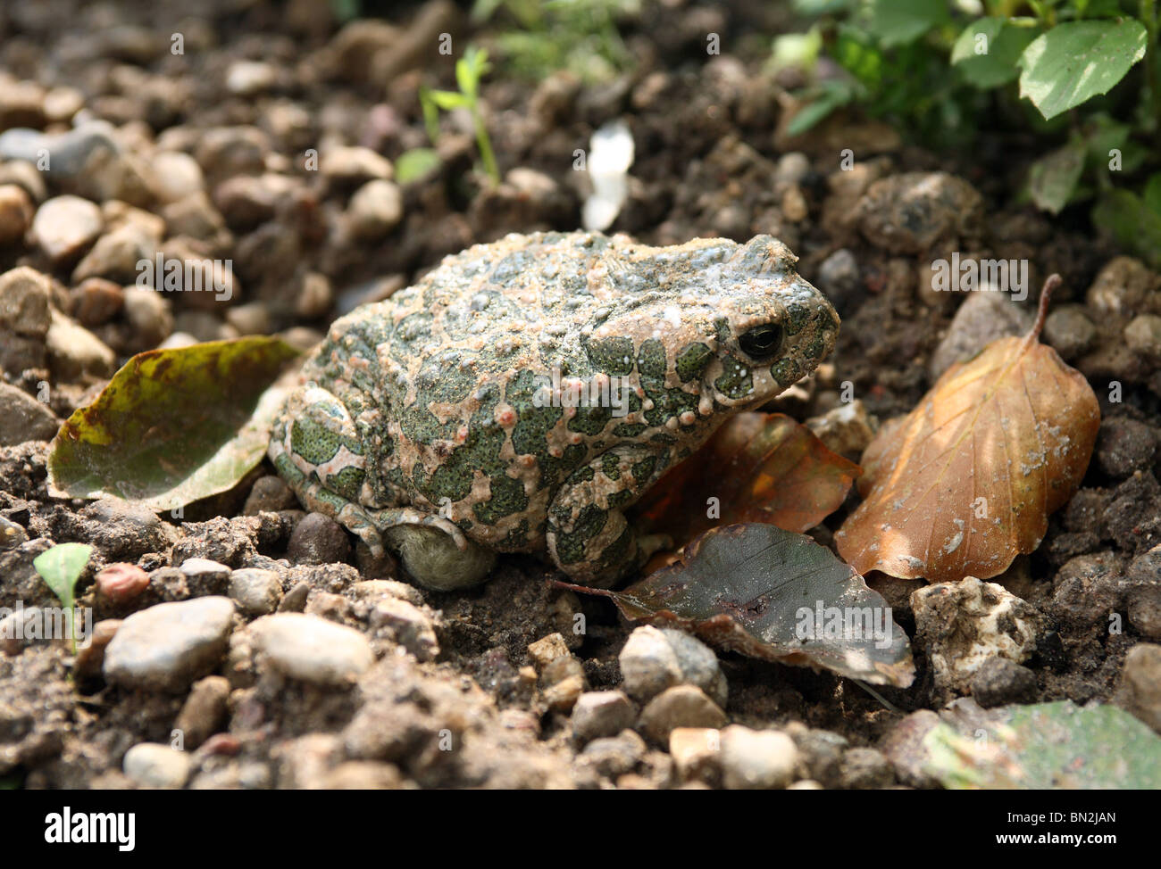 Crapaud vert Banque D'Images