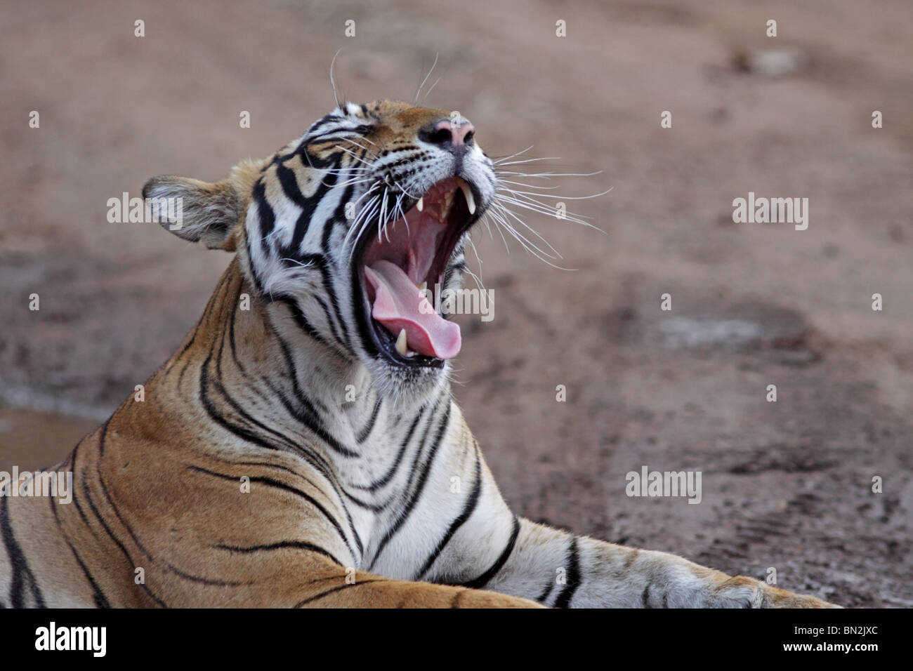 Bâillements Tigre de large et montre ses canines à Ranthambhore National Park, Inde Banque D'Images