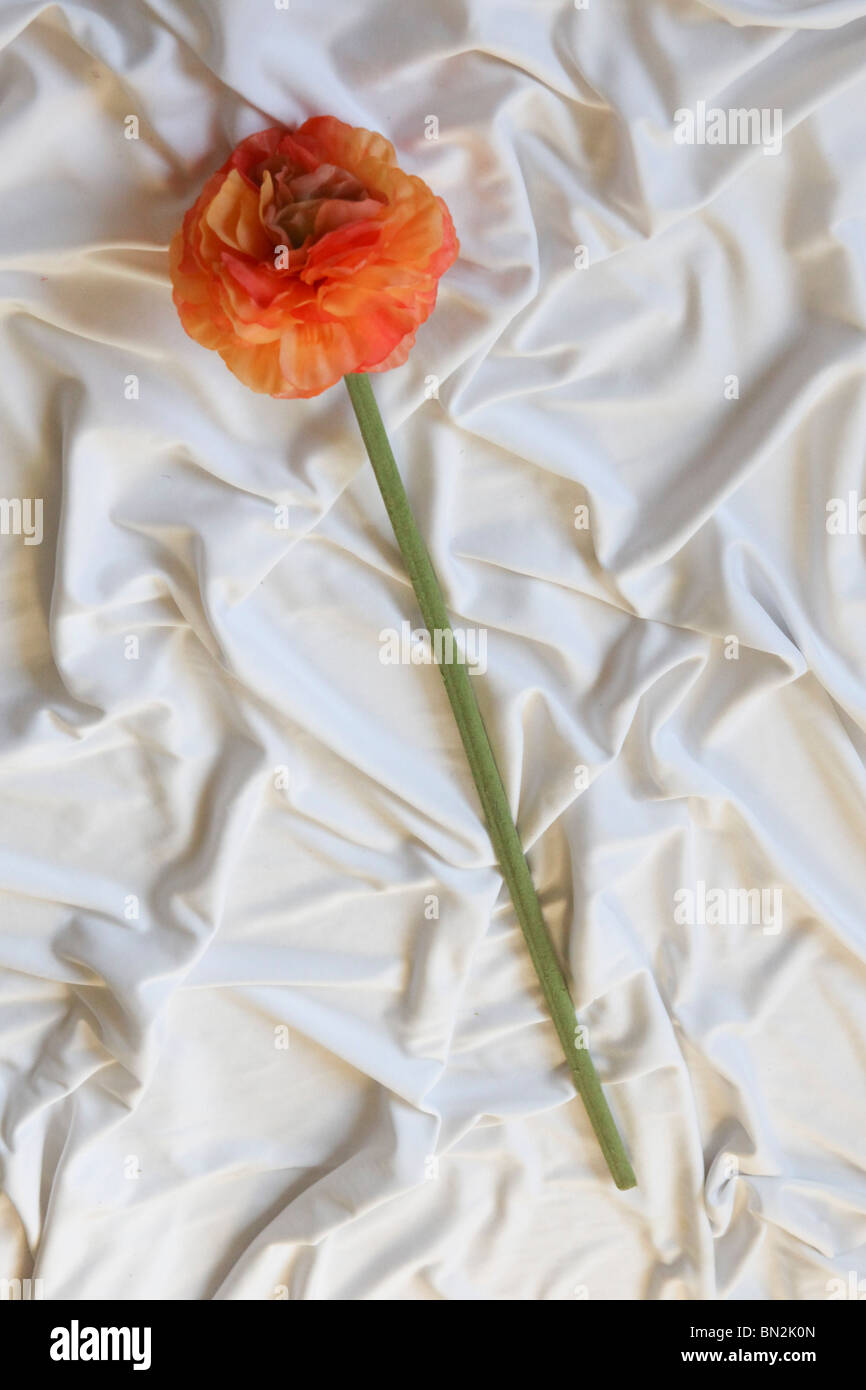 Renoncule orange sur fond blanc de fleurs en soie Banque D'Images