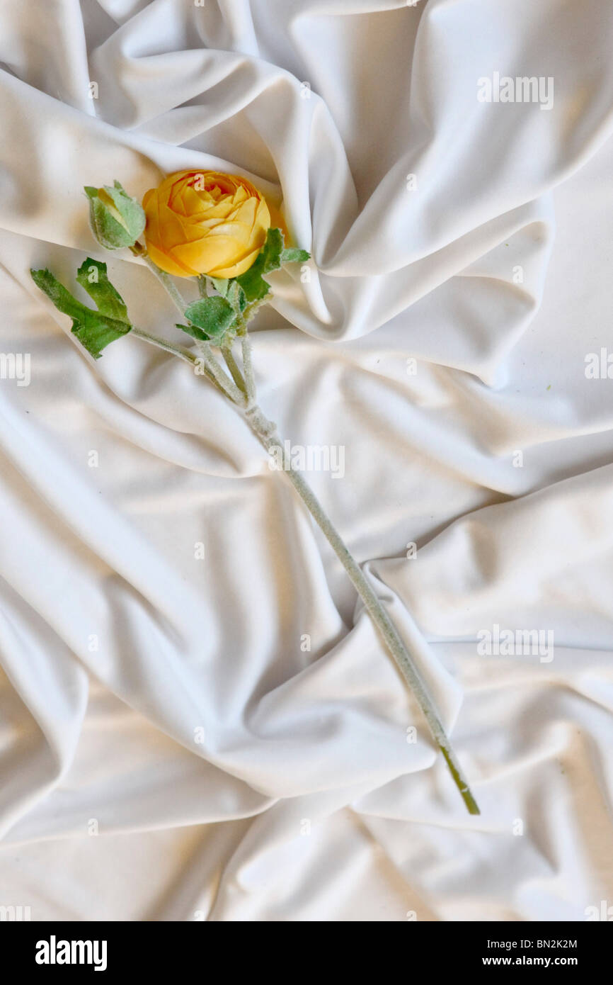 Renoncule jaune sur fond blanc de fleurs en soie Banque D'Images