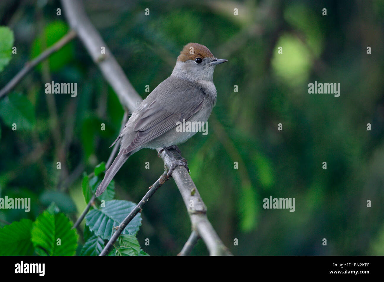 Blackcap (Sylvia atricapilla), perché sur les femmes, Direction générale de la Basse-saxe Allemagne Banque D'Images