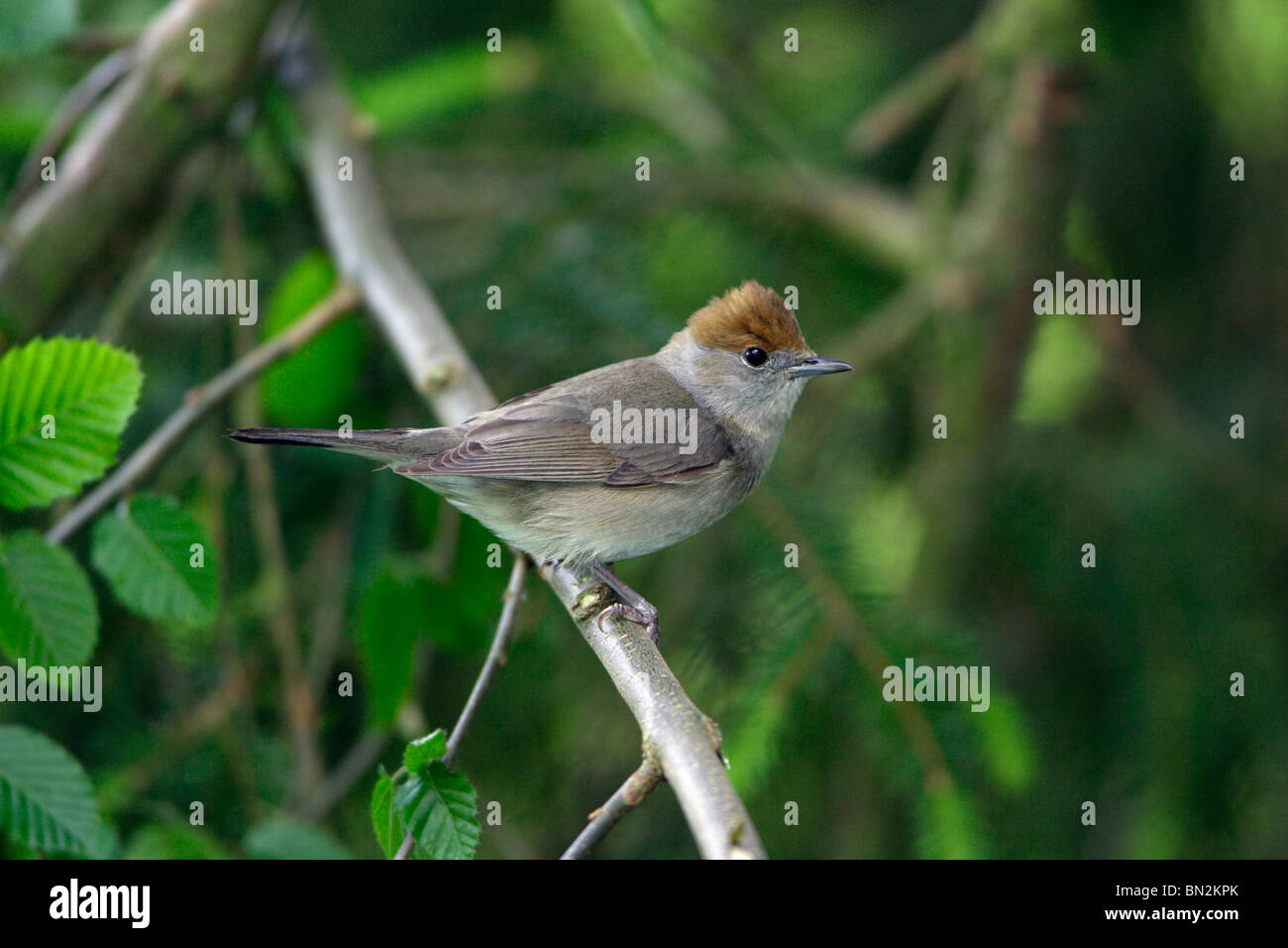 Blackcap (Sylvia atricapilla), perché sur les femmes, Direction générale de la Basse-saxe Allemagne Banque D'Images