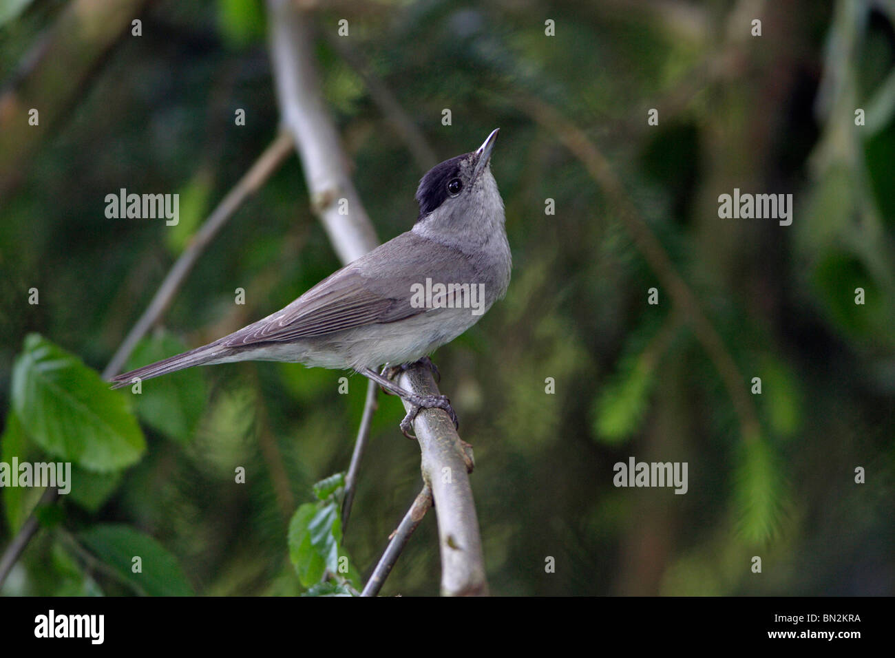 Blackcap (Sylvia atricapilla), homme perché sur une branche, chef hoche sur l'affichage pour femme, Basse-Saxe, Allemagne Banque D'Images