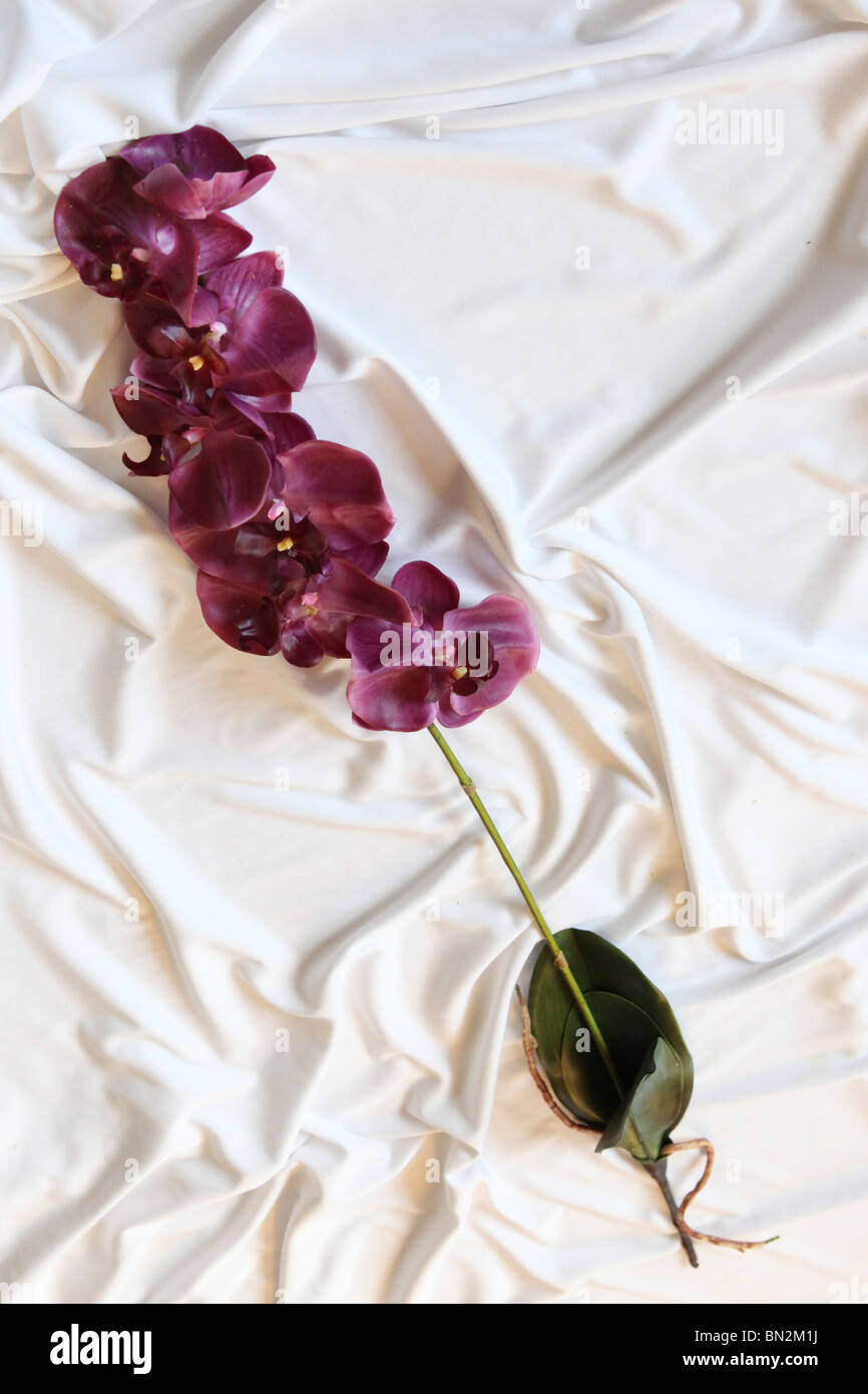 Orchidée pourpre sur fond blanc de fleurs en soie Banque D'Images