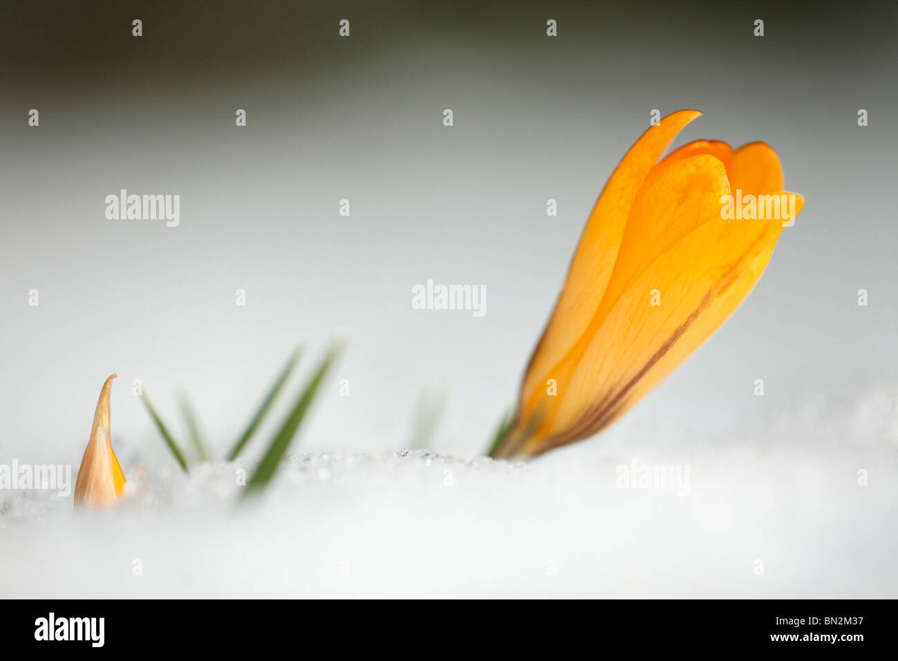 Crocus, fleurs jaunes unique, la floraison dans la neige, printemps, Allemagne Banque D'Images