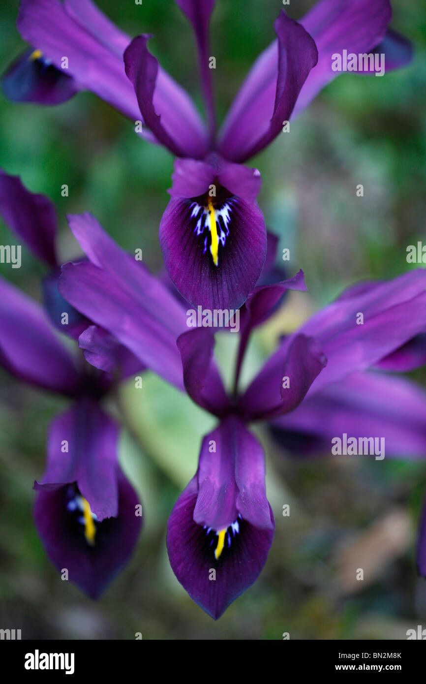 Minature Printemps Iris, la floraison dans jardin, Allemagne Banque D'Images