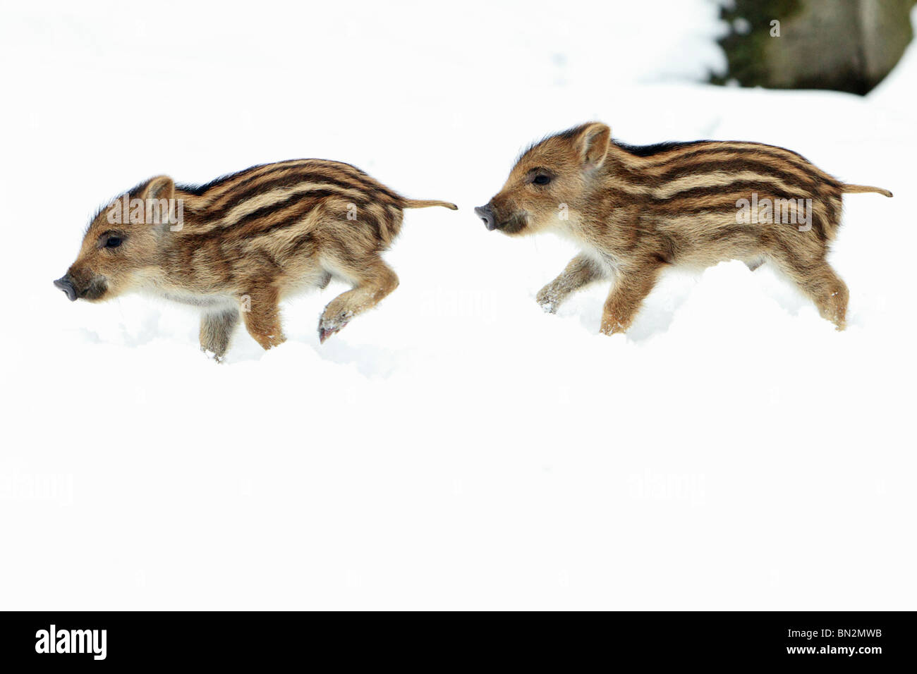 Européen de porc ou de sanglier (Sus scrofa) deux porcelets courir dans la neige, l'Allemagne, la manipulation de l'image Banque D'Images