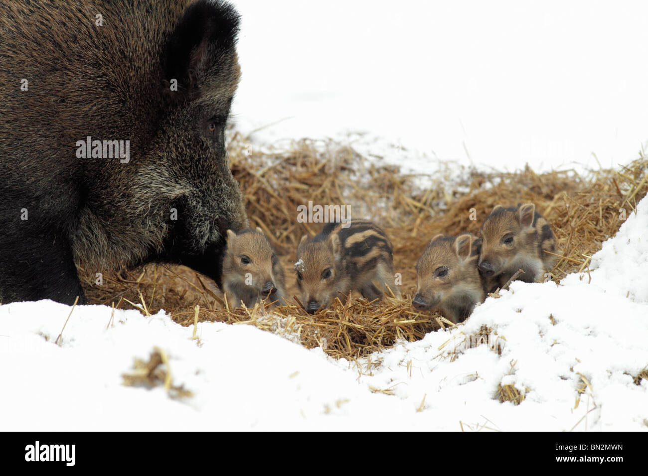 Européen de porc ou de sanglier (Sus scrofa) sow avec bébé nid de paille en porcelets, hiver, Allemagne Banque D'Images