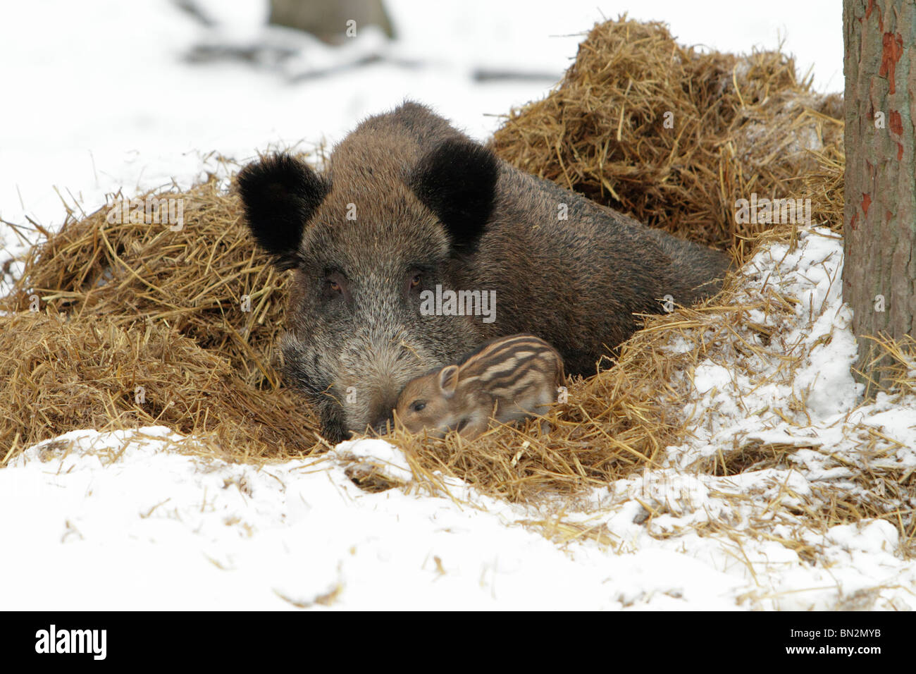 Européen de porc ou de sanglier (Sus scrofa) sow avec bébé porcinet dans nid de paille, hiver, Allemagne Banque D'Images