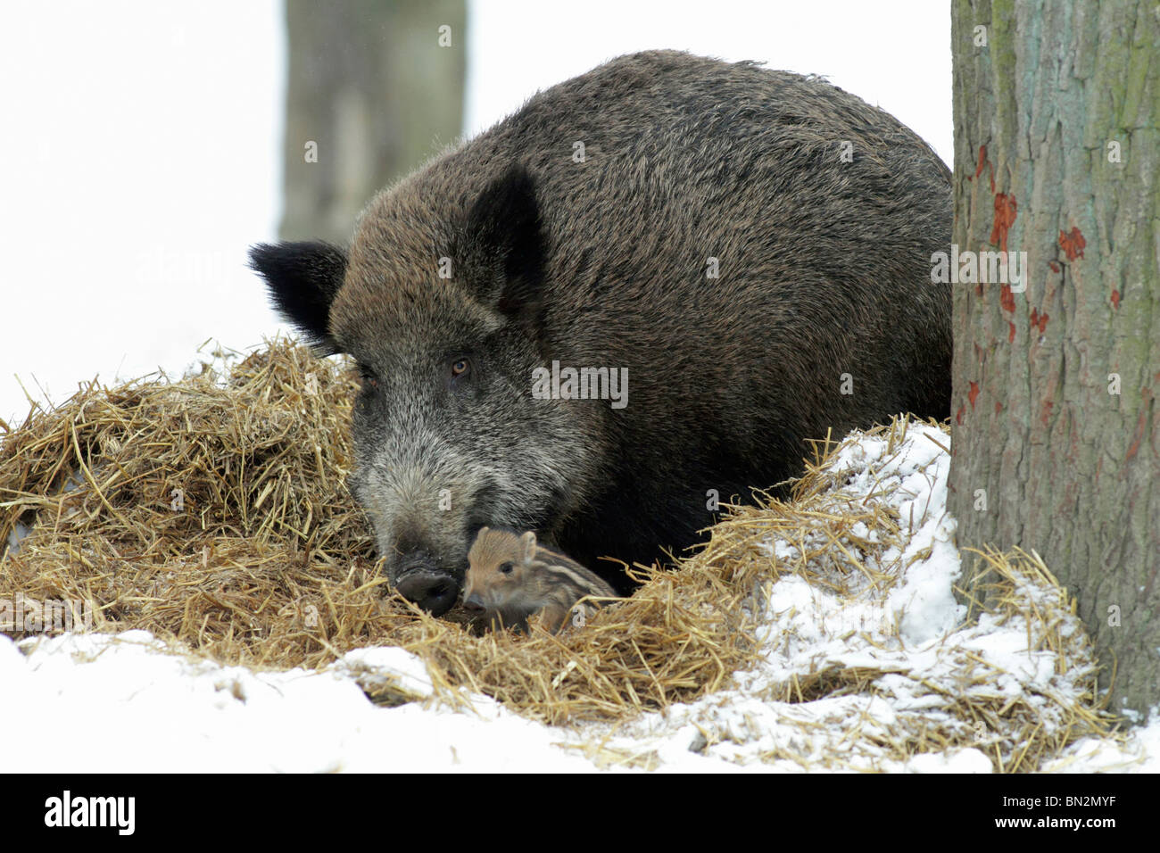 Européen de porc ou de sanglier (Sus scrofa) sow avec bébé porcinet dans nid de paille, hiver, Allemagne Banque D'Images