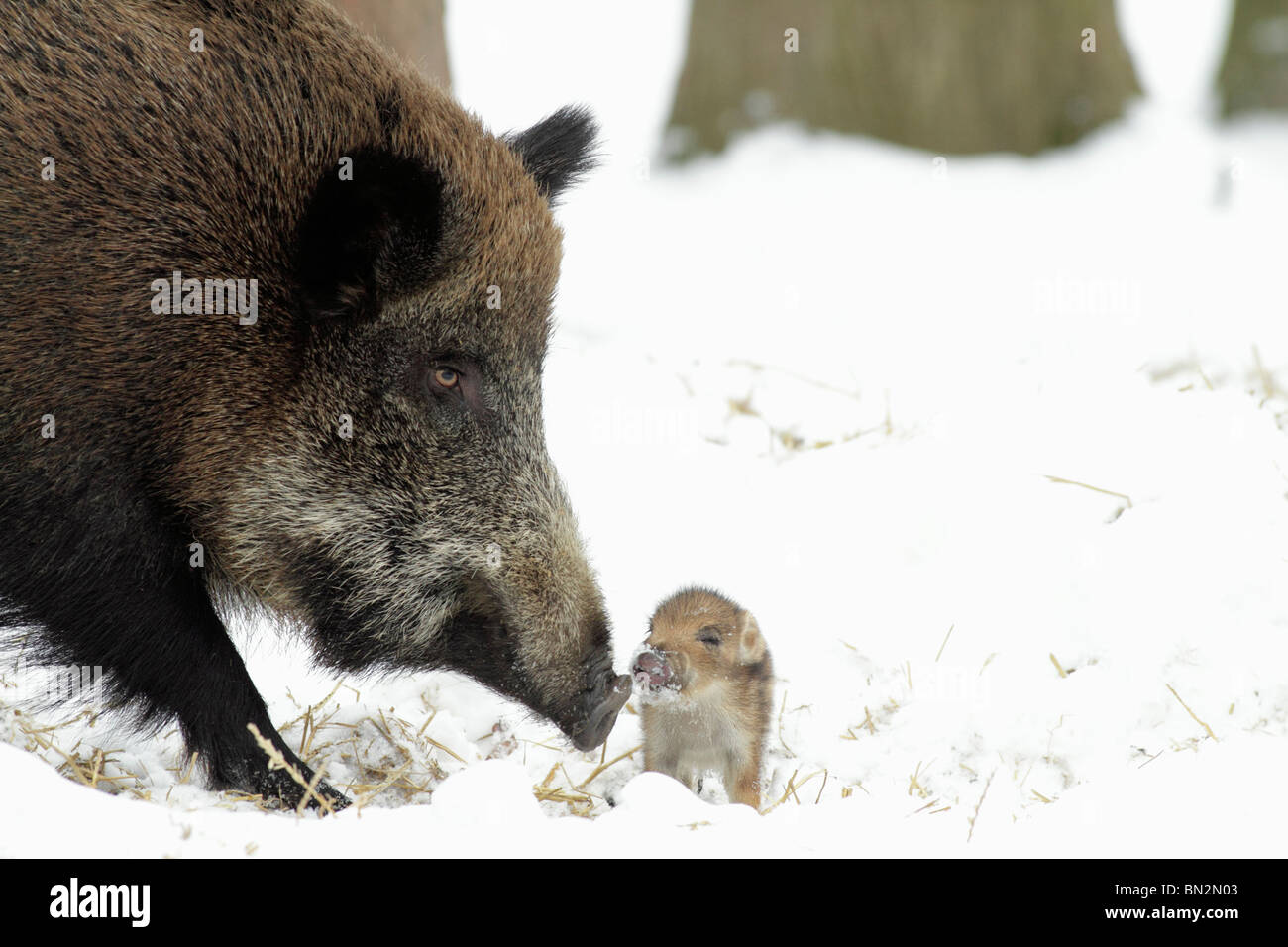 Européen de porc ou de sanglier (Sus scrofa) sow avec bébé Porcinet, hiver, Allemagne Banque D'Images