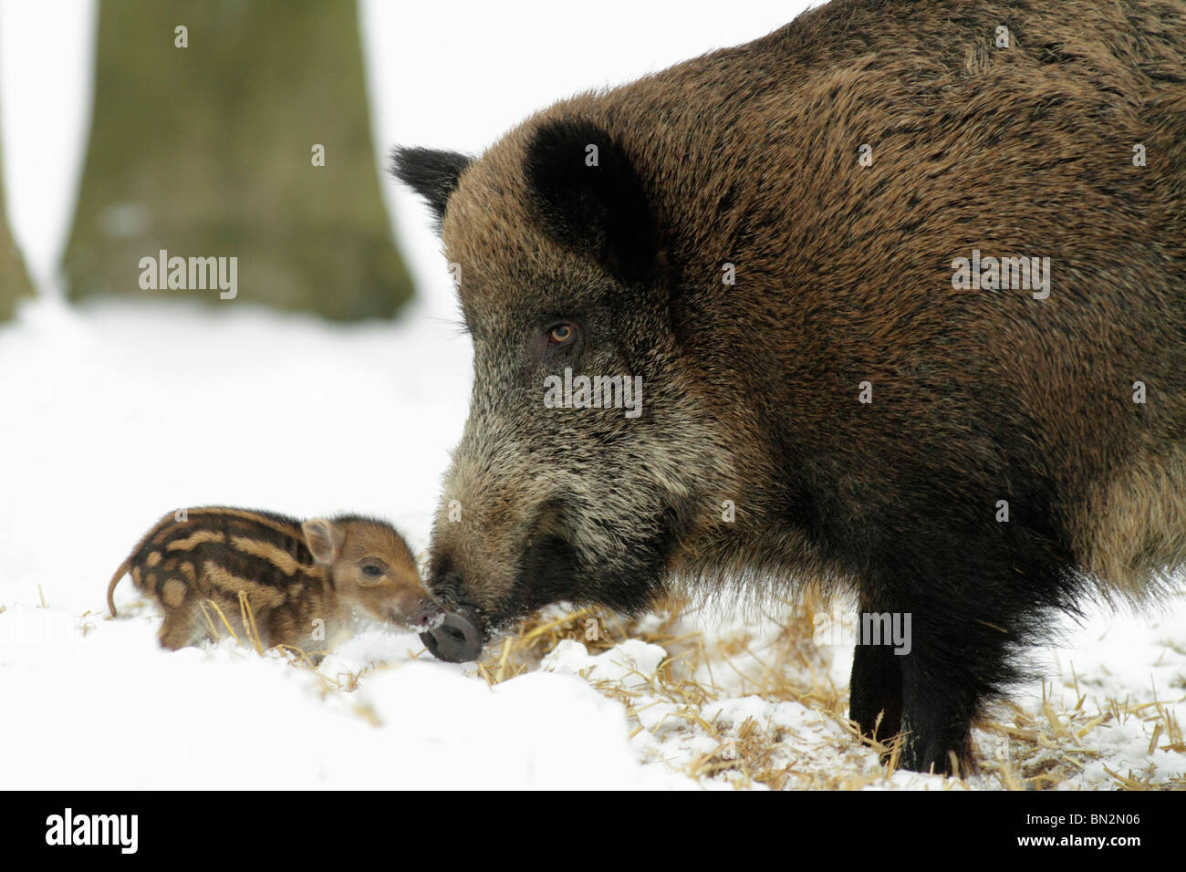 Européen de porc ou de sanglier (Sus scrofa) sow avec bébé Porcinet, hiver, Allemagne Banque D'Images