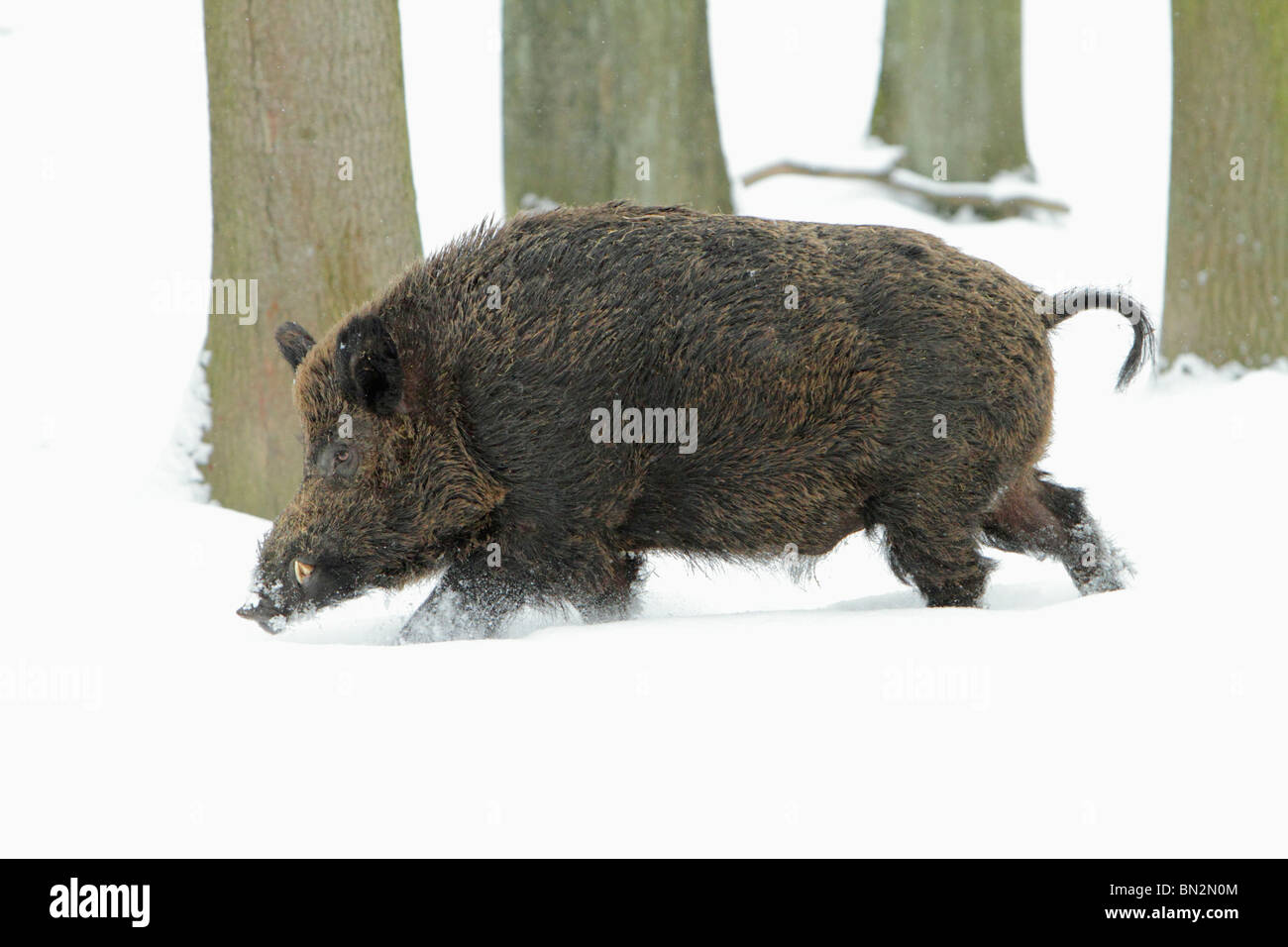 Cochon sauvage européenne, (Sus scrofa) mâle d'un animal ou d'un sanglier, courant à travers la forêt couverte de neige, Allemagne Banque D'Images