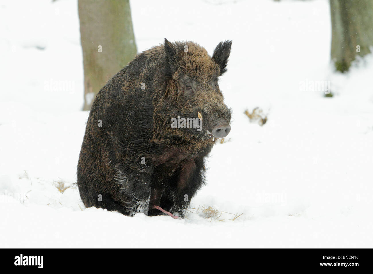 Cochon sauvage européenne, (Sus scrofa) mâle d'un animal ou d'un sanglier, assis dans la neige au repos après l'accouplement avec la femelle ou sow, Allemagne Banque D'Images