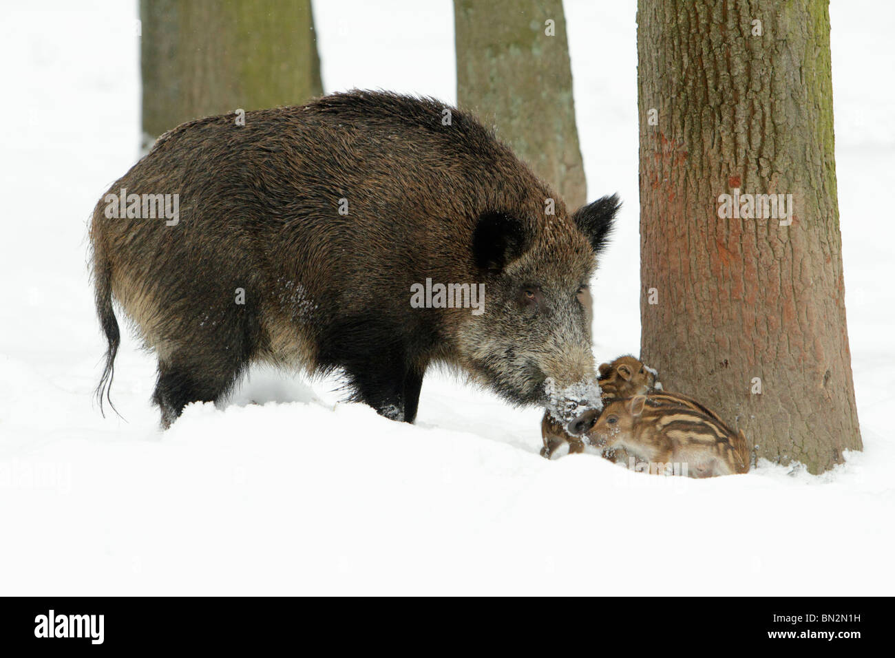 Européen de porc ou de sanglier (Sus scrofa) semer avec porcelets, hiver, Allemagne Banque D'Images