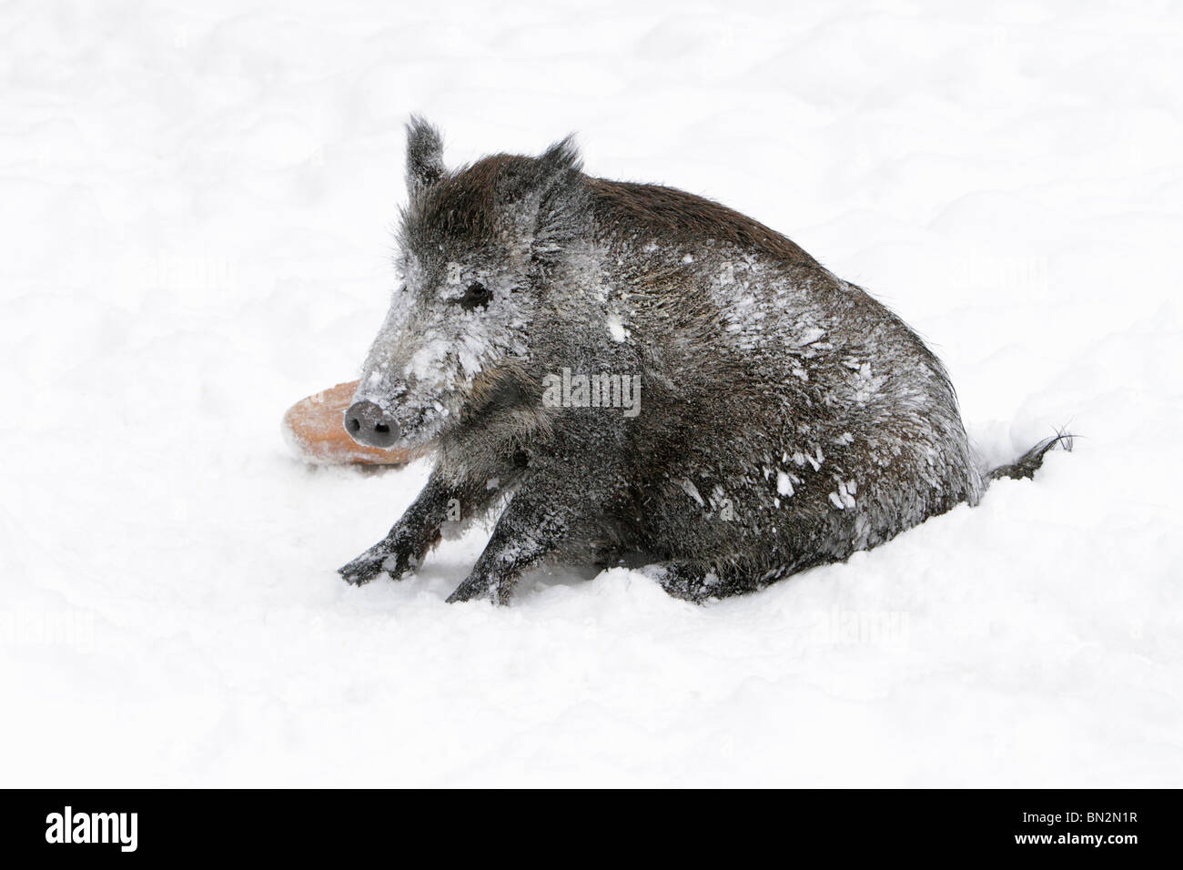 Européen de porc ou de sanglier (Sus scrofa), sow assis, couvertes de neige, après avoir roulé dans la neige, Allemagne Banque D'Images
