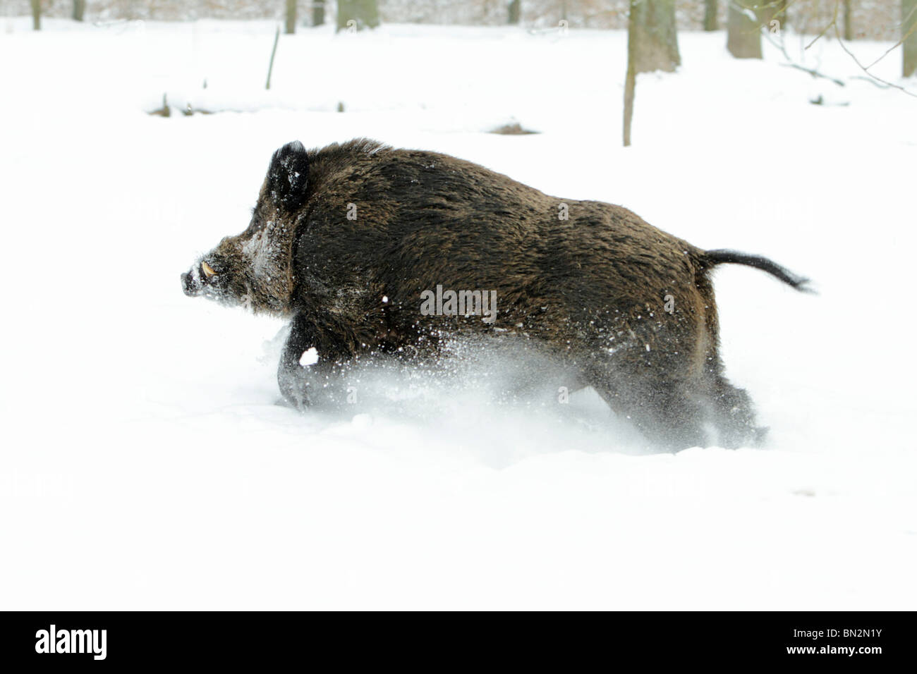 Cochon sauvage européenne, (Sus scrofa) mâle d'un animal ou d'un sanglier, courant à travers la forêt couverte de neige, Allemagne Banque D'Images