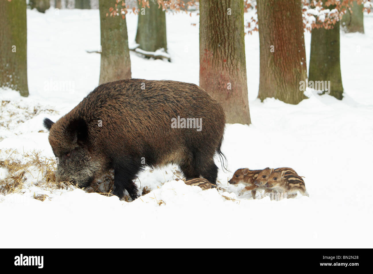 Européen de porc ou de sanglier (Sus scrofa) semer avec porcelets, hiver, Allemagne Banque D'Images