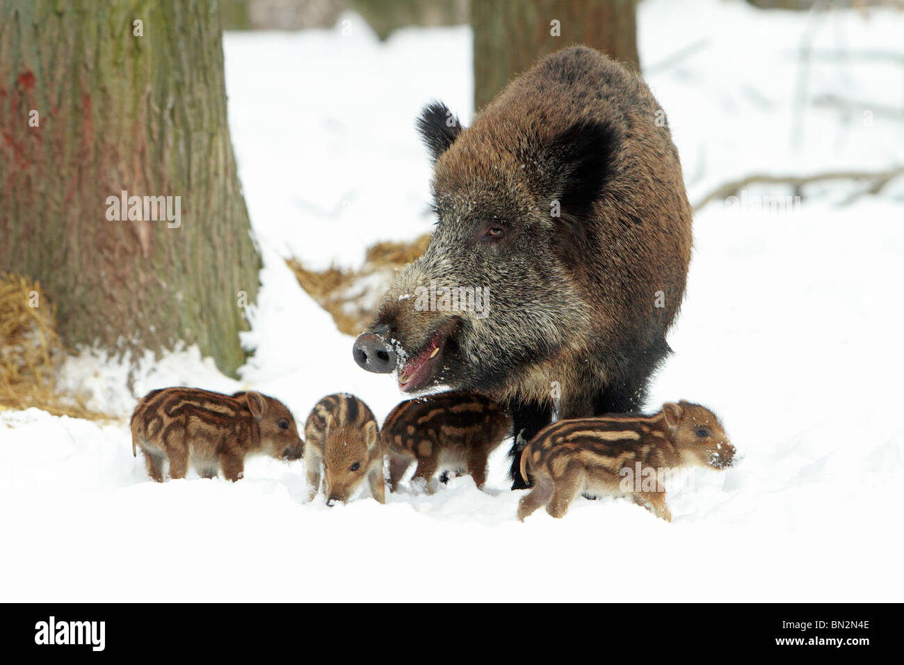 Européen de porc ou de sanglier (Sus scrofa) semer avec porcelets, hiver, Allemagne Banque D'Images