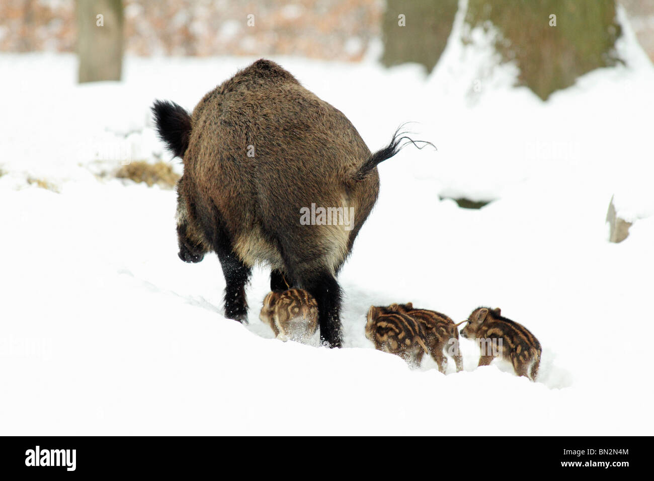 Européen du porc ou sanglier (Sus scrofa), SOW, menant ses quatre porcelets si forêt couverte de neige, hiver, Allemagne Banque D'Images