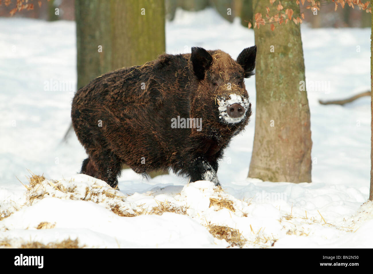 Cochon sauvage européenne, (Sus scrofa) mâle d'un animal ou d'un sanglier, d'alerte permanent dans la forêt couverte de neige, Allemagne Banque D'Images