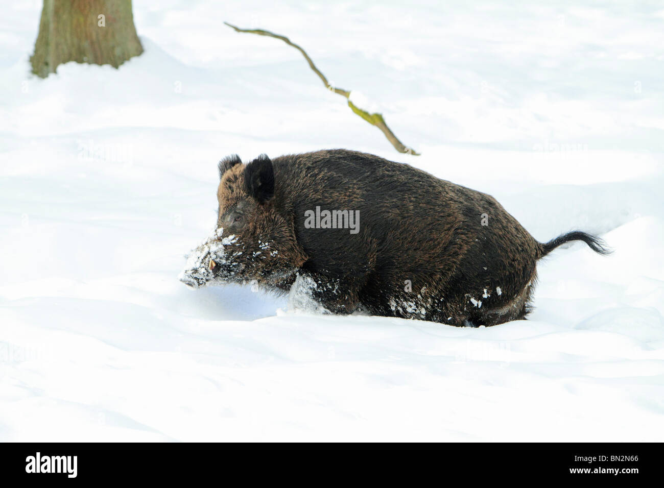 Cochon sauvage européenne, (Sus scrofa) mâle d'un animal ou d'un sanglier, courant à travers la neige profonde en forêt, Allemagne Banque D'Images