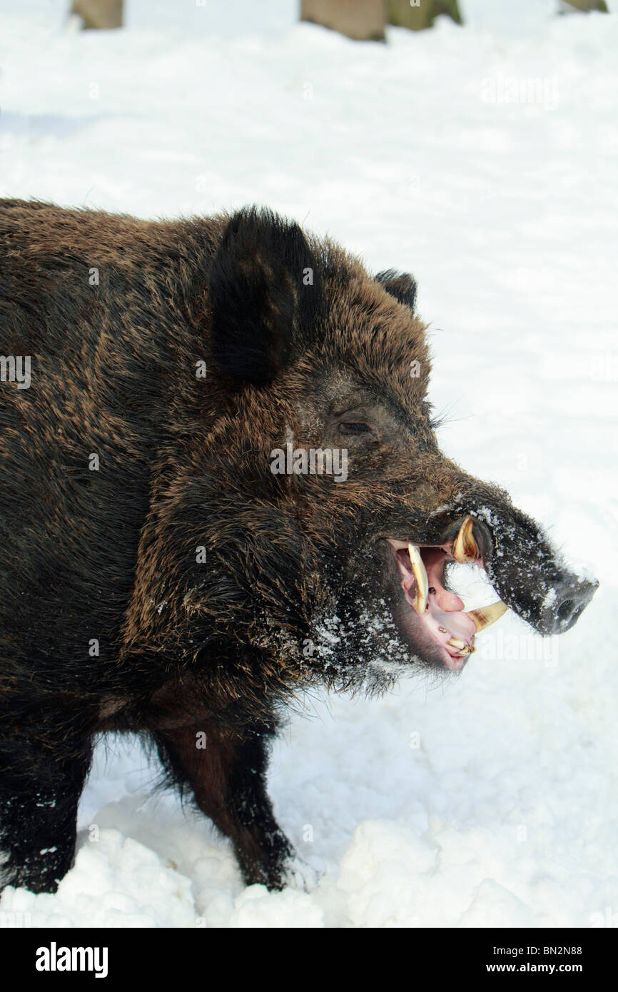 Cochon sauvage européenne, (Sus scrofa) mâle d'un animal ou d'un sanglier, d'ouvrir la bouche et montrant défenses, en hiver, Allemagne Banque D'Images