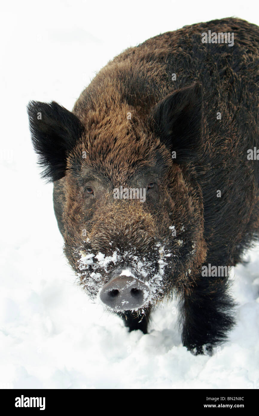 Cochon sauvage européenne, (Sus scrofa) mâle d'un animal ou d'un sanglier, portrait, en hiver, Allemagne Banque D'Images