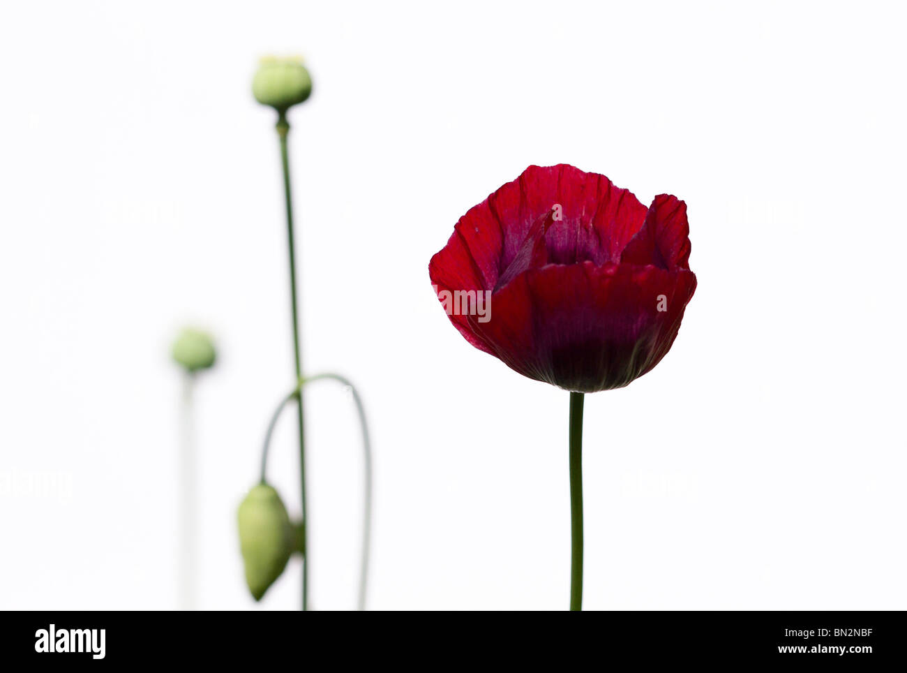 Commune Rouge Coquelicot (Papaver rhoeas) et les bourgeons de fleurs sur fond blanc Banque D'Images