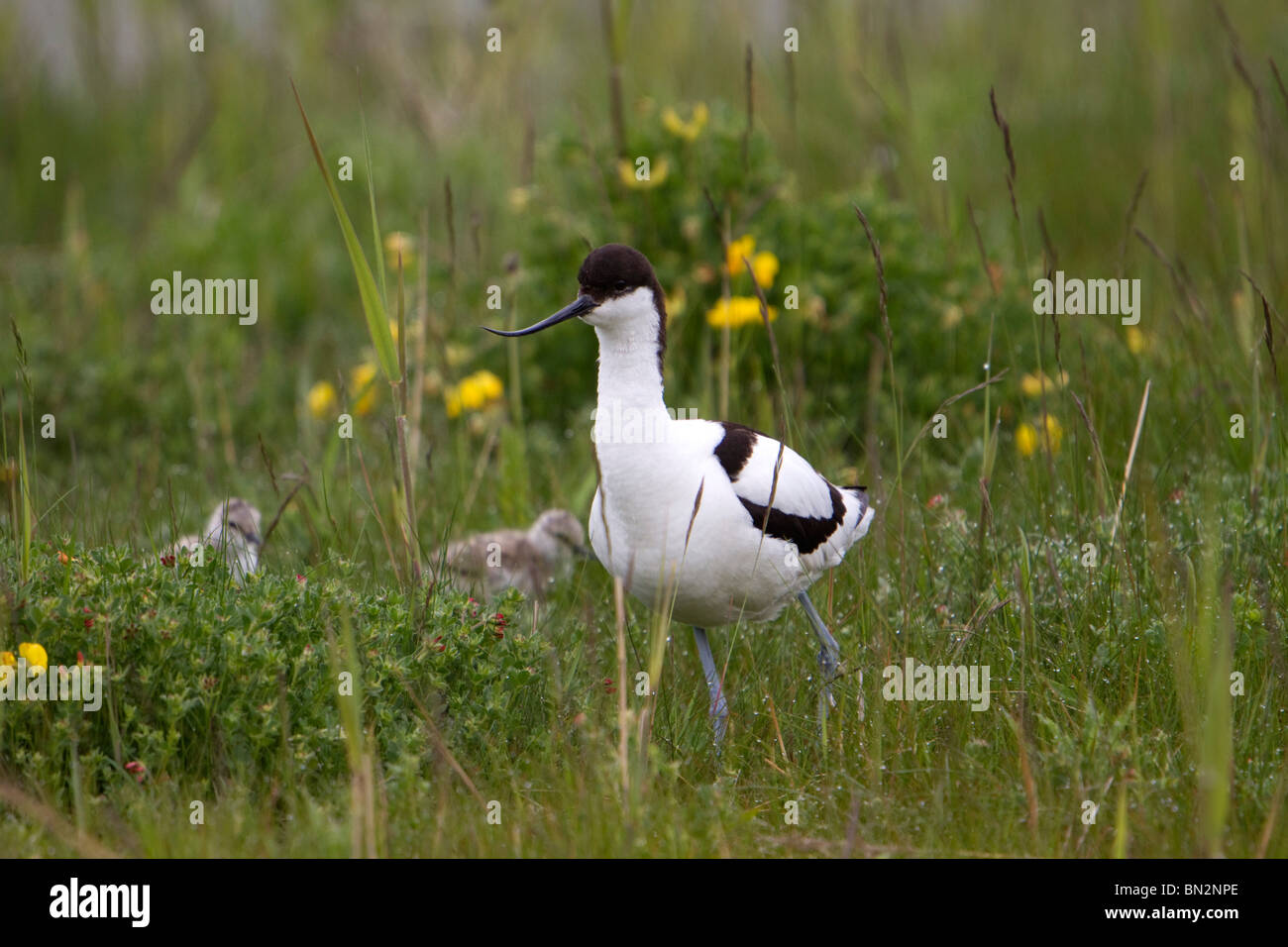 Avocette élégante Recurvirostra avosetta ; poussins et adultes ; Banque D'Images