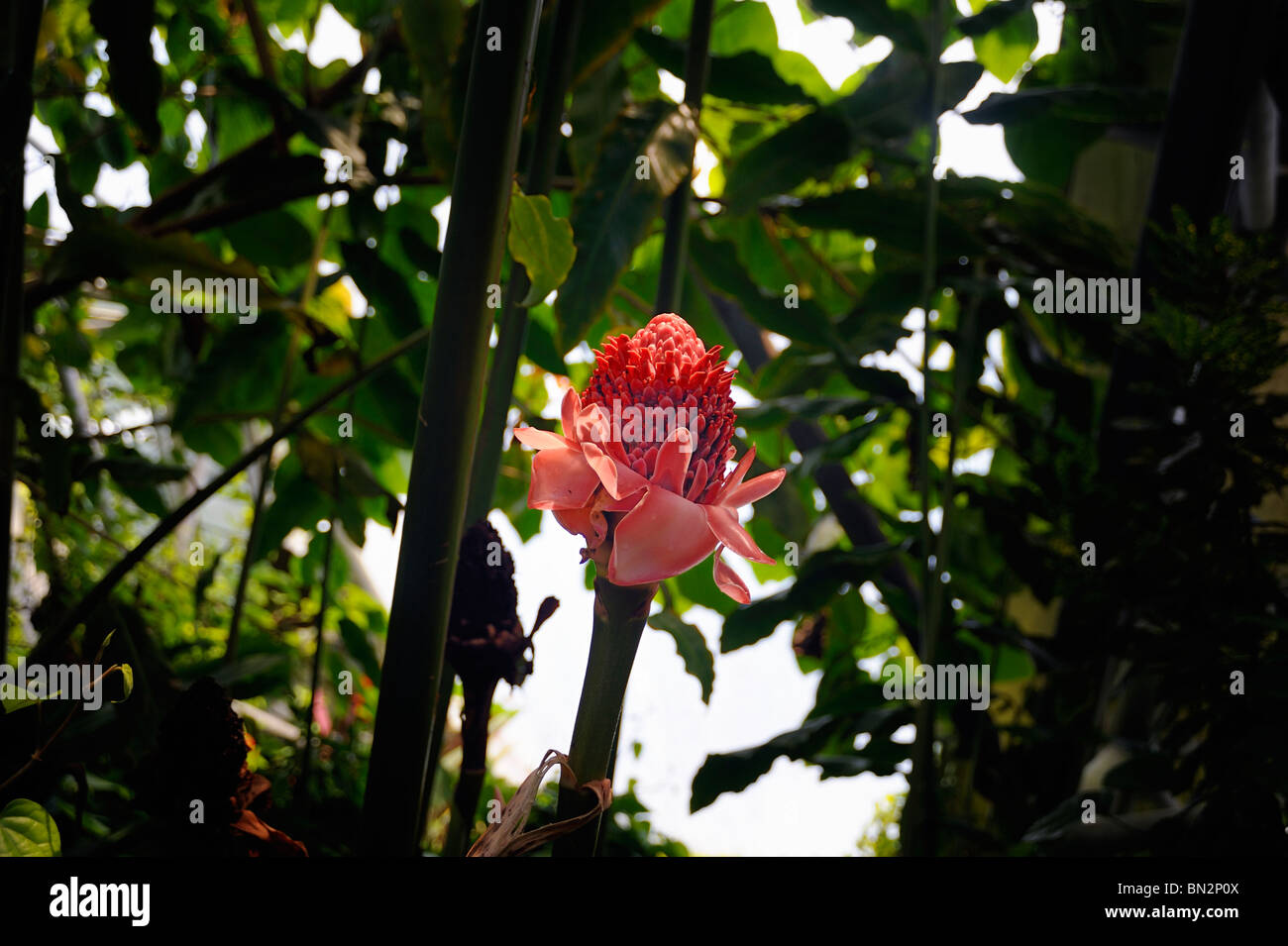 Feuilles de palmier rouge Banque de photographies et d’images à haute ...