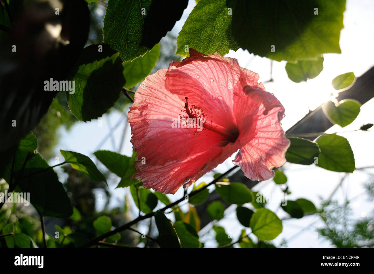 Une fleur d'Hibiscus rose Banque D'Images