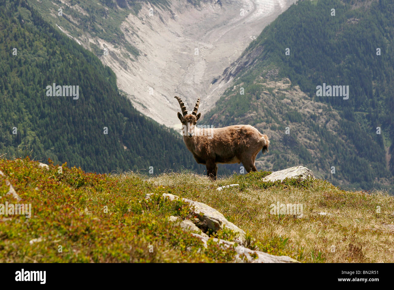 Bouquetin des Alpes (Capra ibex) dans le Massif du Mont Blanc, près de Chamonix-Mont-Blanc, France, Europe Banque D'Images