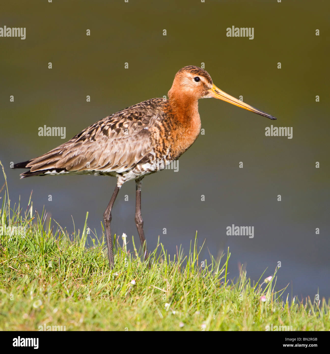 Barge à queue noire Limosa limosa ; Banque D'Images
