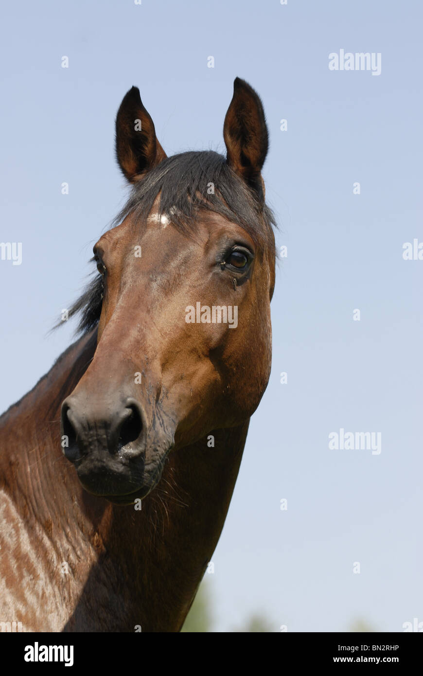 portrait de cheval Banque D'Images