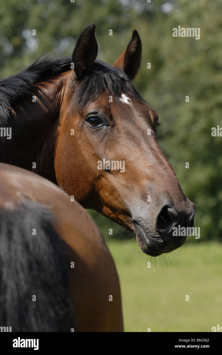 portrait de cheval Banque D'Images